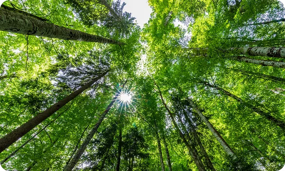Legalidad forestal